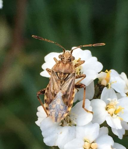 Stictopleurus sp.